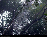Spider Web