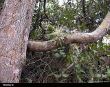 Tillandsia sp.
