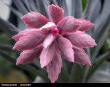 Tillandsia gardneri
