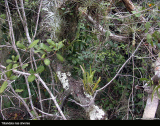 Tillandsia nas arvores
