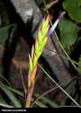 Tillandsia polystachia