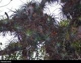 Tillandsia stricta