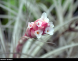 Tillandsia tenuifolia