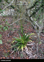 Vriesea procera