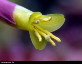 Vriesea procera flower