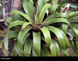 Vriesea jonghei