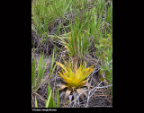 Vriesea neoglutinosa