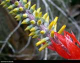Aechmea nudicaulis