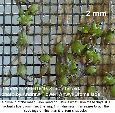 DIFFERENT WAYS TO GROW TILLANDSIAS FROM SEED - Andrew Flower