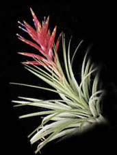Tillandsia fasciculata